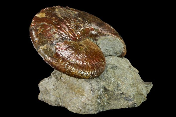 2.6" Red Iridescent Ammonite (Hoploscaphites) - South Dakota